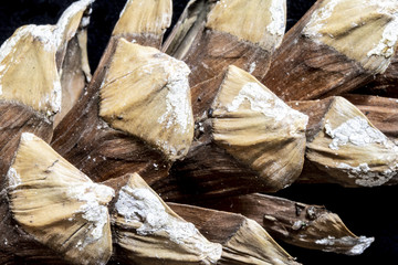 Close Up of a Large Pine cone on Black Background