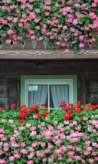 Fototapeta na wymiar window with many flowers