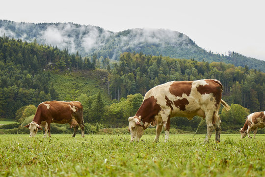 Spotted cows grazing on lush green grass in Austrian Alps with forested hill in the background.