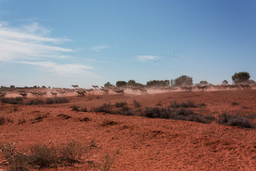Group of sheeps running in Outback Australia