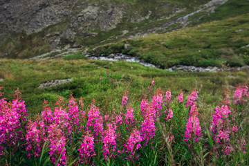 Fototapeta premium beautiful mountain flowers