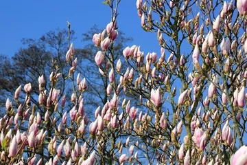 Plaid mouton avec motif Magnolia Blue sky with magnolia blossom