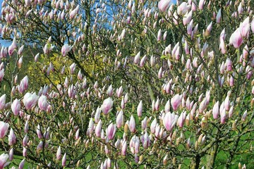 Blue sky with magnolia blossom - obrazy, fototapety, plakaty