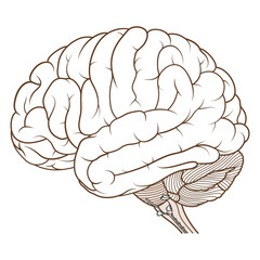 Vector Illustration ,Flat coloured Brainstem of Human brain anatomy side view on white background