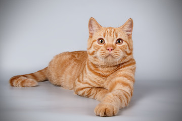 British shorthair cat on colored backgrounds