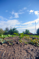 Small soybean plants growing in row in field