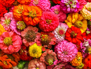 Beautiful colorful zinnia flowers. - obrazy, fototapety, plakaty