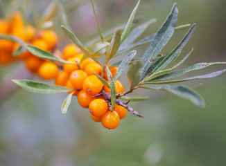Branch of orange sea buckthorn berries in autumn park. Seasonal berry harvest.