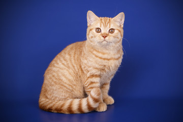British shorthair cat on colored backgrounds