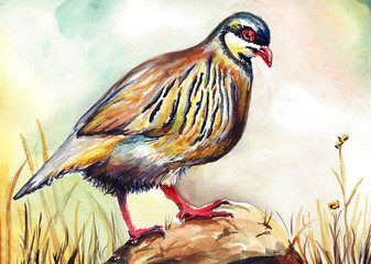 chukar bird water color drawing