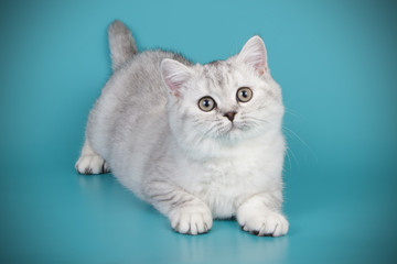 British shorthair cat on colored backgrounds