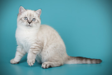 British shorthair cat on colored backgrounds