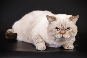 British shorthair cat on colored backgrounds