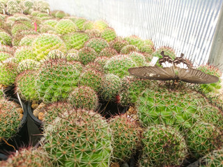 Butterfly on the Cactus Mammillaria Beneckei variegata