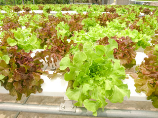 Hydroponic Organic vegetables in Farm