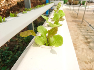 Plants Hydroponic Organic vegetables in Farm