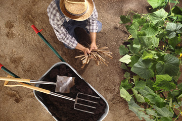man farmer working in vegetable garden, wheelbarrow  full of fertilizer with spade and pitchfork,...