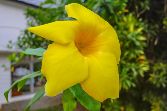 Close up Yellow Canna in the morning