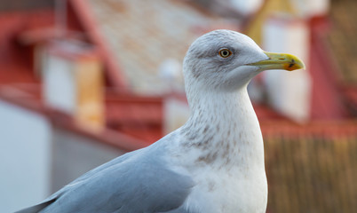 Pretty seagull close-up in the city