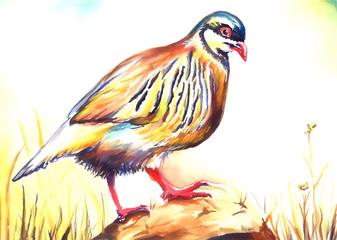 Fototapeta premium chukar bird water color drawing