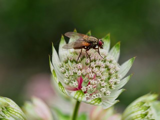 Fly on a Flower