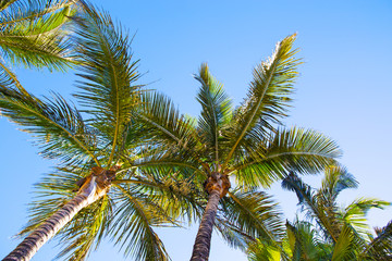 Tropical palm trees with clear sky