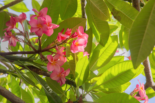 Plumeria pink flowers with bright sunlight in the park