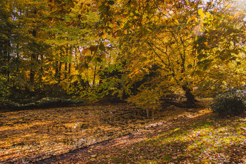 Autumn romantic delightful landscape with pond, lot of leaves in autumn park lie on still water surface, seasonal background photo.
