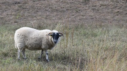 Scottish blackface sheep with background