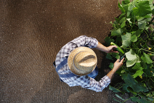 man farmer working in vegetable garden, collects a cucumber, top view and copy space template