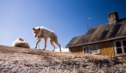 Sled dogs in Greenland