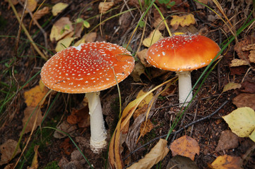 The mushrooms in the forest