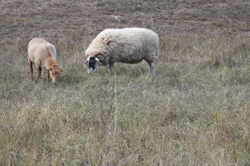 Scottish blackface sheep with background