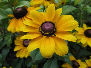 wundervolle gelbe Blumen, Blüten, Natur