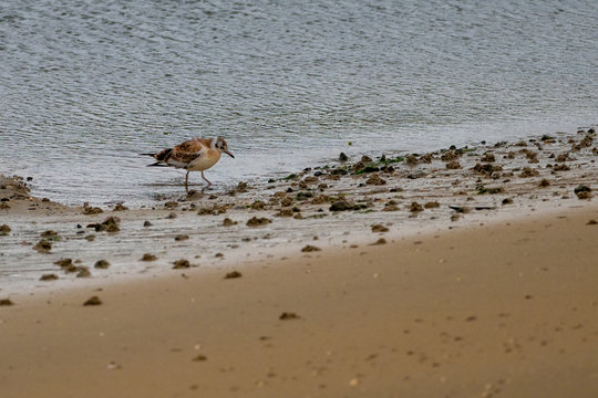 Knuttstrandl&auml;ufer am Strand