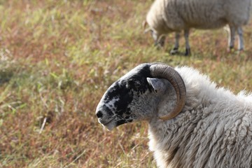 Portrait of a Scottish blackface sheep,