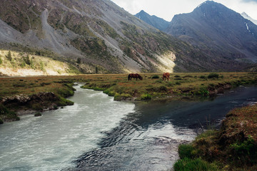 horses in mountains at the river