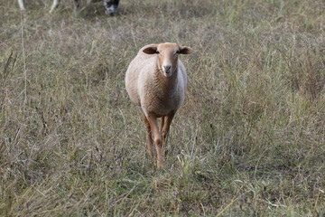 Scottish blackface sheep with background