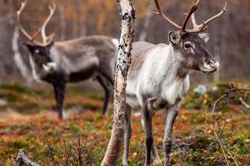 Naklejka na ściany i meble Reindeers in the forest, Lapland, Finland