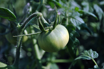 Green small tomato hanging on stem, close up detail, soft blurry leaves background, side view