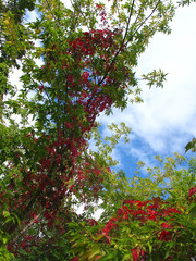 Autumn in the Volga region