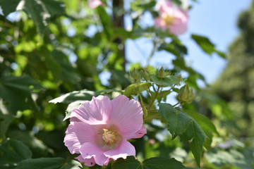 日本の兵庫県たつの市の花