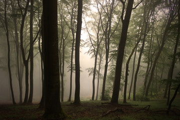 Foggy Forest