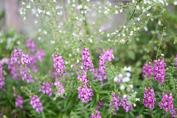 日本の兵庫県たつの市の花