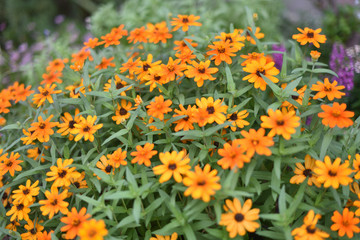 日本の兵庫県たつの市の花