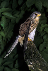 Faucon crécerelle,.Falco tinnunculus, Common Kestrel