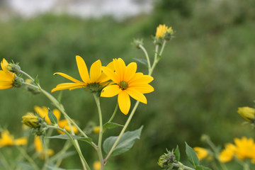 日本の兵庫県たつの市の花