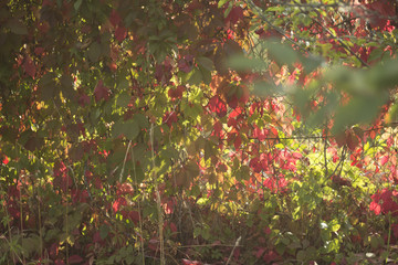 The rays of the morning sun through the autumn colored foliage. A good background for the site about nature, seasons, plants, art.