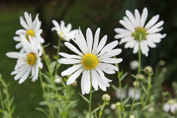 Flowers of the magic of summer / Margerite daisy Flower  blossom