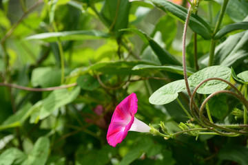 Beautiful morning glory in the garden.